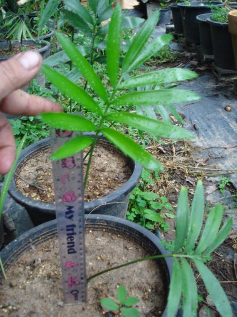 Encephalartos bunia sp. | Chananya Palm & Cycad Nursery - เมืองชัยภูมิ ชัยภูมิ