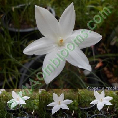 Cooperia traubii | MAomblooms - แม่เมาะ ลำปาง