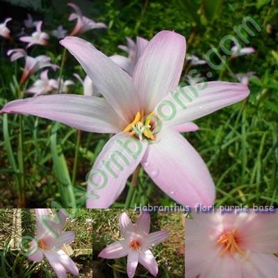 Habranthus flori purple base | MAomblooms - แม่เมาะ ลำปาง