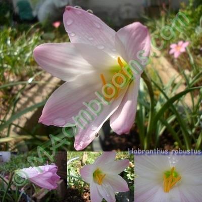 Habranthus robustus | MAomblooms - แม่เมาะ ลำปาง