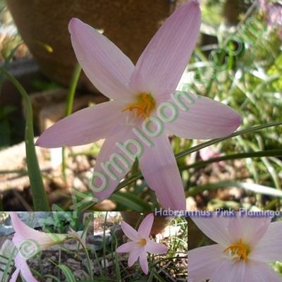 Habranthus pink flamingo | MAomblooms - แม่เมาะ ลำปาง