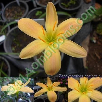 Zephyranthes apicot queen /คละสี | MAomblooms - แม่เมาะ ลำปาง