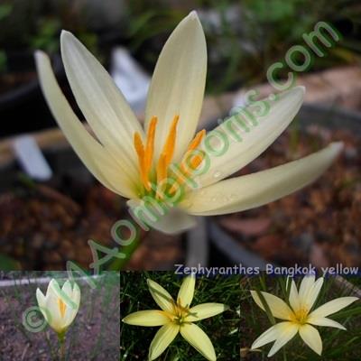 Zephyranthes Bangkok yellow/คละสี