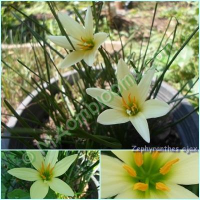 Zephyranthes Ajax คละสี | MAomblooms - แม่เมาะ ลำปาง