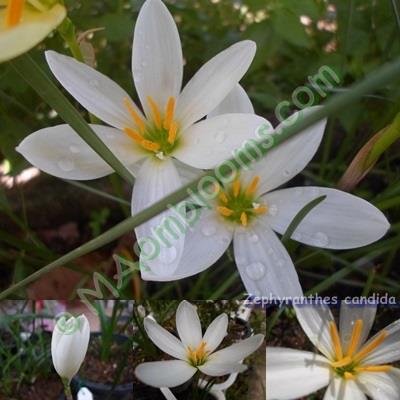 Zephyranthes Candida / คละสี | MAomblooms - แม่เมาะ ลำปาง