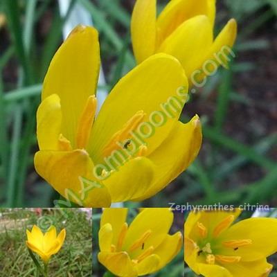 Zephyranthes Citrina/คละสี | MAomblooms - แม่เมาะ ลำปาง