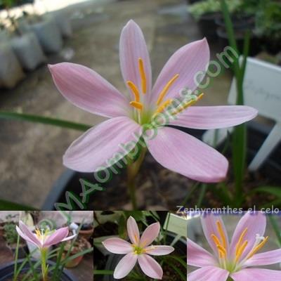 Zephyranthes El Celo/คละสี