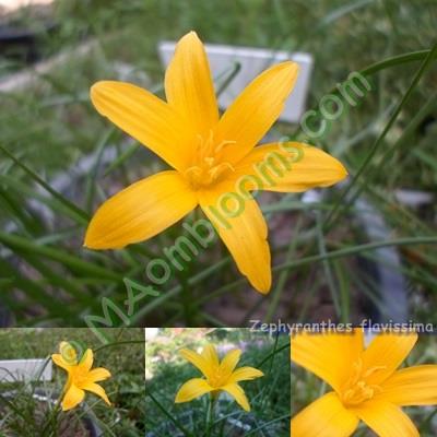 Zephyranthes Flavissima/คละสี | MAomblooms - แม่เมาะ ลำปาง