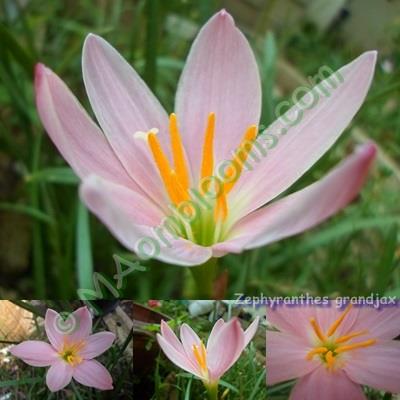 Zephyranthes Grandjax / คละสี | MAomblooms - แม่เมาะ ลำปาง