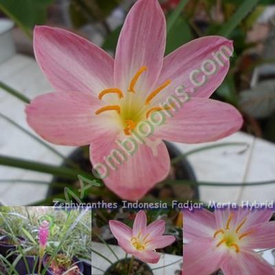 Zephyranthes Indonesia Fadjar Marta Hybrid / คละสี