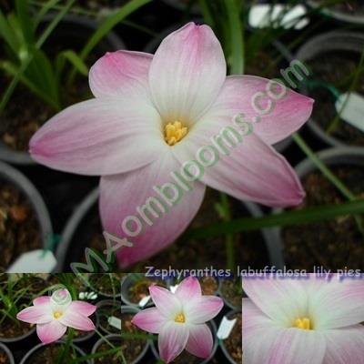 Zephyranthes labuffalosa lily pies คละสี | MAomblooms - แม่เมาะ ลำปาง