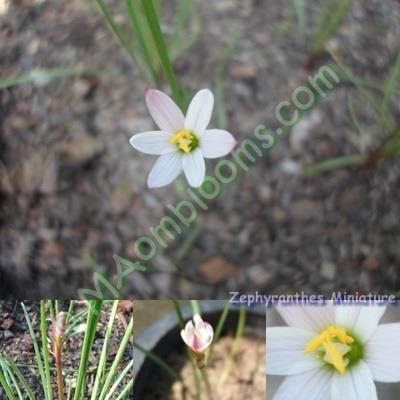 Zephyranthes Miniature คละสี | MAomblooms - แม่เมาะ ลำปาง