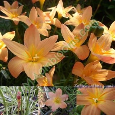 Zephyranthes peach คละสี | MAomblooms - แม่เมาะ ลำปาง