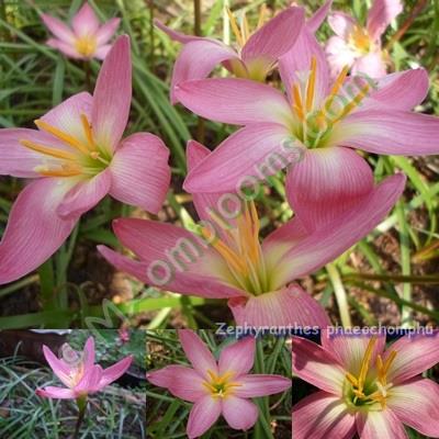 Zephyranthes phaeochomphu คละสี