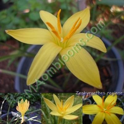 Zephyranthes Primulina คละสี | MAomblooms - แม่เมาะ ลำปาง