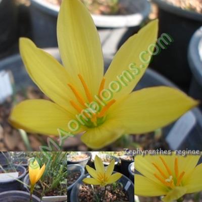 Zephyranthes reginae คละสี | MAomblooms - แม่เมาะ ลำปาง