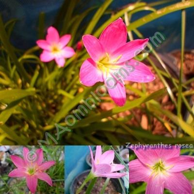 Zephyranthes rosea คละสี | MAomblooms - แม่เมาะ ลำปาง