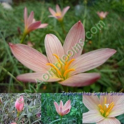 Zephyranthes Sunset Strain คละสี | MAomblooms - แม่เมาะ ลำปาง