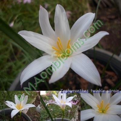 Zephyranthes twinkle strain คละสี | MAomblooms - แม่เมาะ ลำปาง