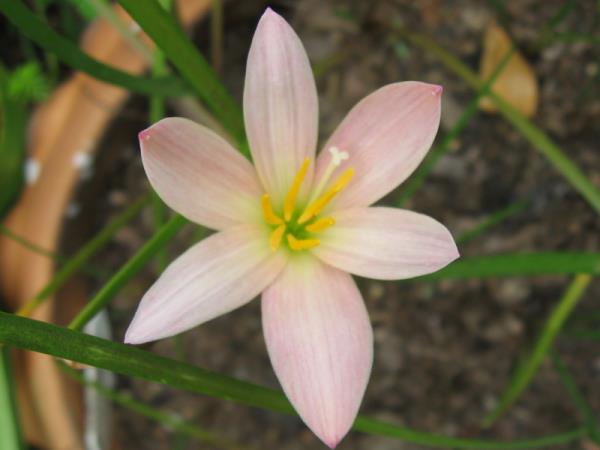 Zephyranthes Prairie Sunset | MAomblooms - แม่เมาะ ลำปาง