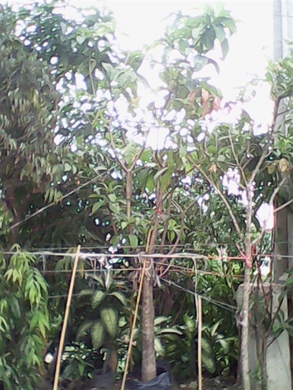 ปลูกฟรี! ต้นจิกมุจลินท์ | สวนไม้ไทย - บางบัวทอง นนทบุรี