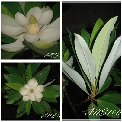 Magnolia virginiana var.australis 