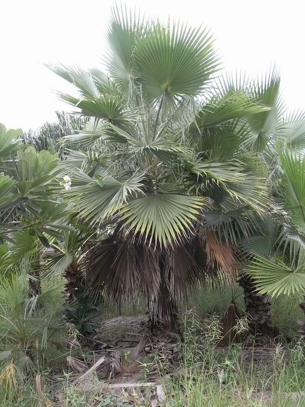 Petticoat Palm | ปาล์มสุพรรณ - สามชุก สุพรรณบุรี
