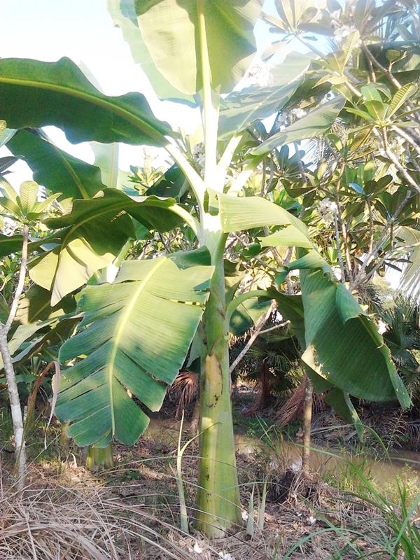 กล้วยคาดาบา | สวนลุงทด - หนองเสือ ปทุมธานี