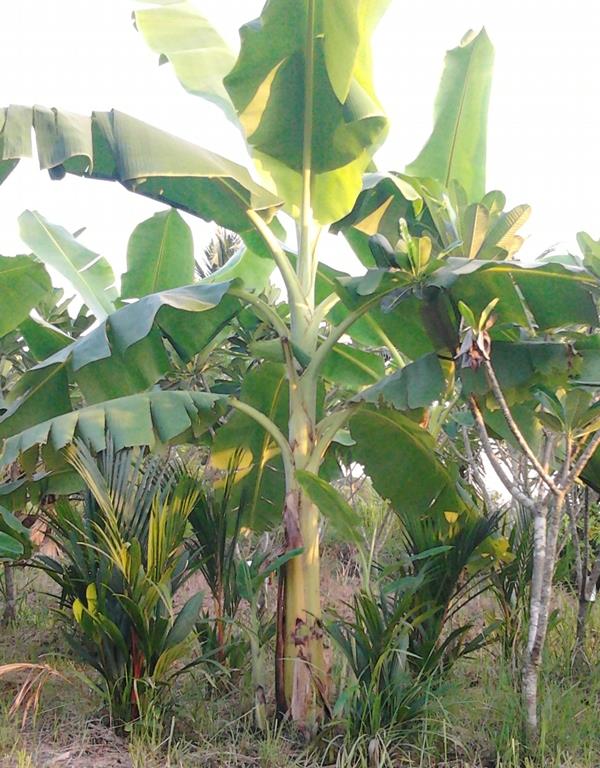 กล้วยน้ำไท | สวนลุงทด - หนองเสือ ปทุมธานี