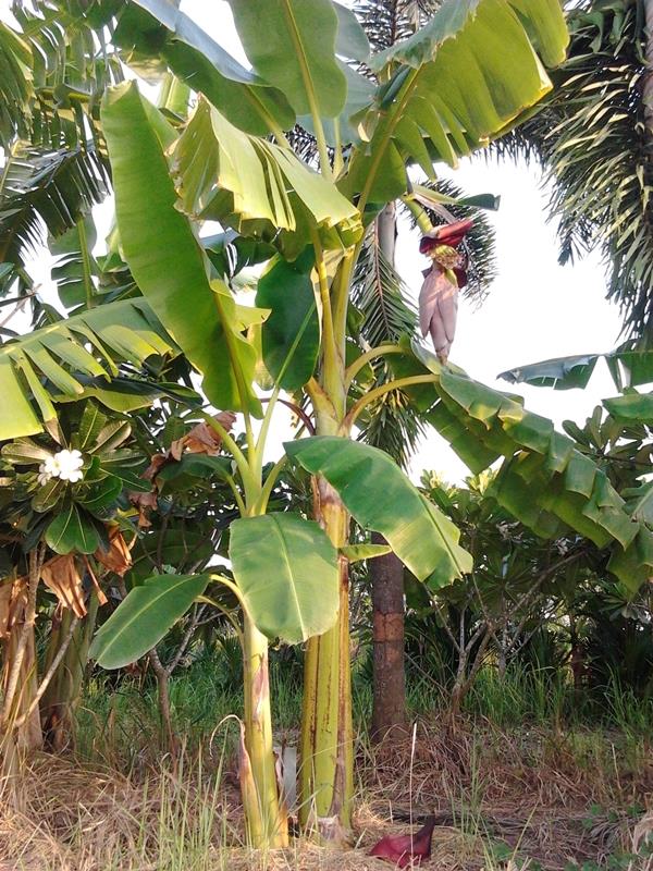 กล้วยเมาะมานิ | สวนลุงทด - หนองเสือ ปทุมธานี
