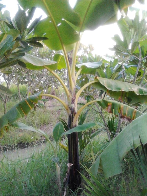 กล้วยหักมุกนวล | สวนลุงทด - หนองเสือ ปทุมธานี