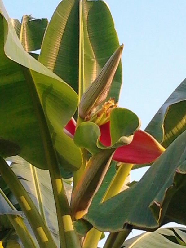 กล้วยเทพรส | สวนลุงทด - หนองเสือ ปทุมธานี