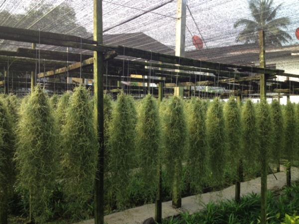 เคราฤาษี หางกระรอกยาว | @Smile Garden - บางบอน กรุงเทพมหานคร