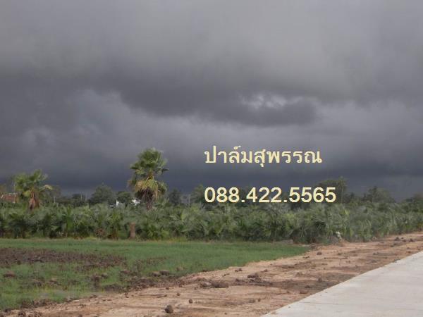 Wax Palm | ปาล์มสุพรรณ - สามชุก สุพรรณบุรี