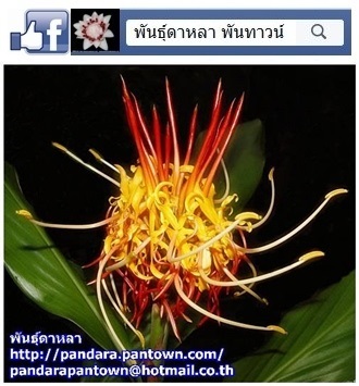 hedychium longicornutum | พันธุ์ดาหลา - เมืองเชียงใหม่ เชียงใหม่