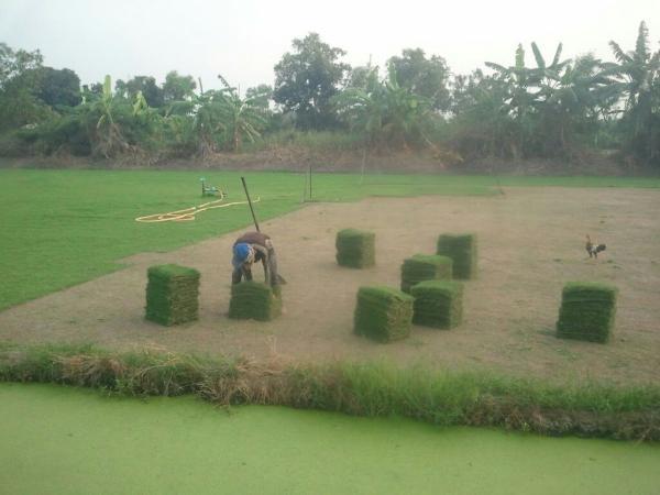 หญ้านวลน้อย ญี่ปุ่น มาเล พาสพาลั่ม | ไร่หญ้านามี่ - ลำลูกกา ปทุมธานี