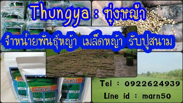 จำหน่ายหญ้า เมล็ดหญ้า ราคาในไร่ | ไร่หญ้าเลิศวิทย์ - หนองเสือ ปทุมธานี