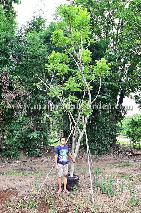 ต้นศรีตรัง | ร้านไม้ประดับการ์เด้น - เมืองปราจีนบุรี ปราจีนบุรี