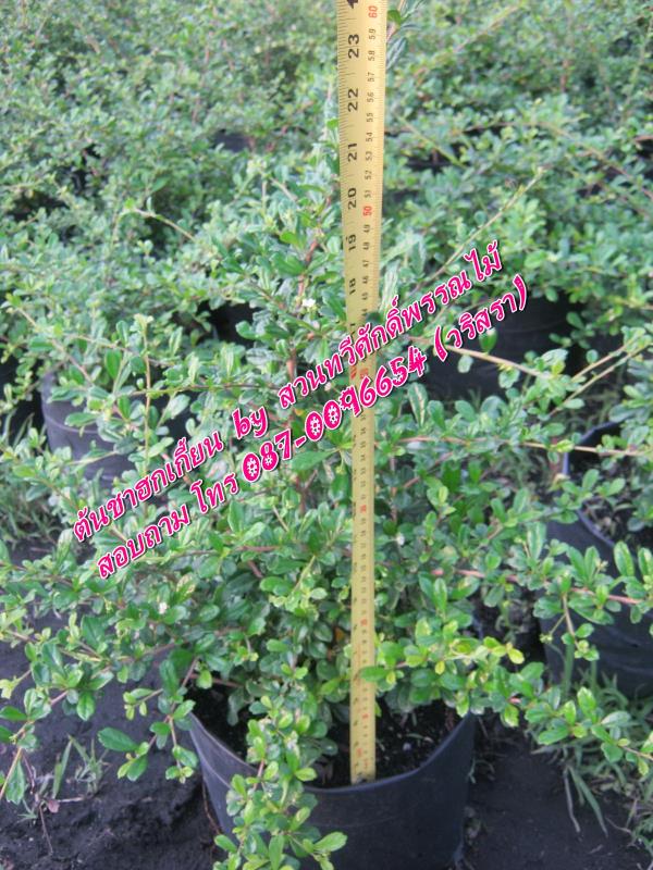 ต้นชาฮกเกี้ยน | สวนทวีศักดิ์พันธุ์ไม้ - องครักษ์ นครนายก
