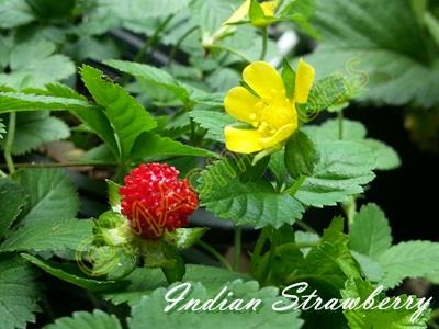 Indian strawberry | MAomblooms - แม่เมาะ ลำปาง