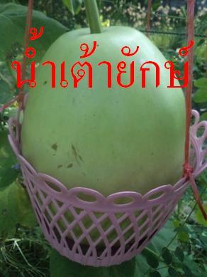 น้ำเต้ายักษ์