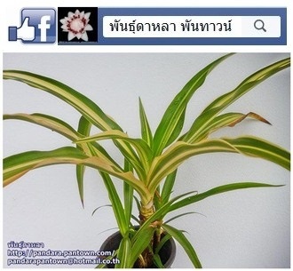 พลับพลึงแคระด่าง | พันธุ์ดาหลา - เมืองเชียงใหม่ เชียงใหม่