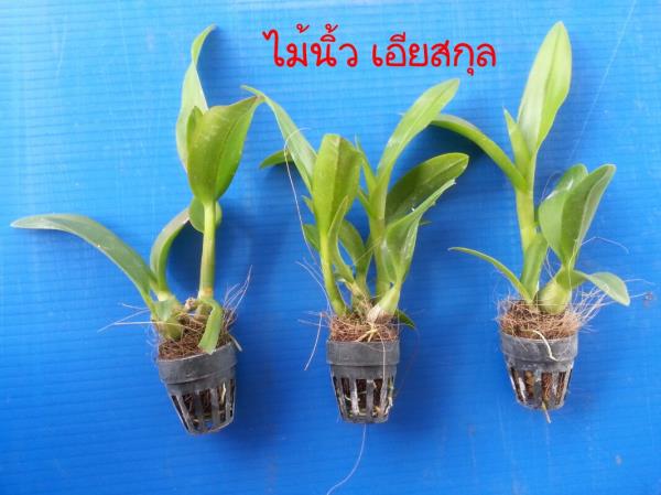 ไม้นิ้ว เอียสกุล | วิเชียร ออร์คิด - บางเลน นครปฐม