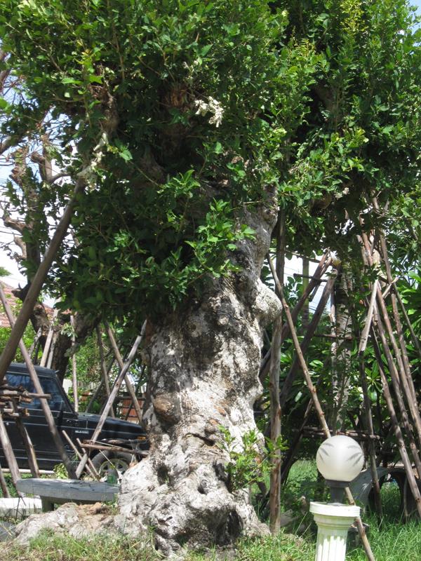 ต้นหว้าบอนไซยักษ์ | เมืองอินทร์ฟาร์ม - เมืองอุบลราชธานี อุบลราชธานี