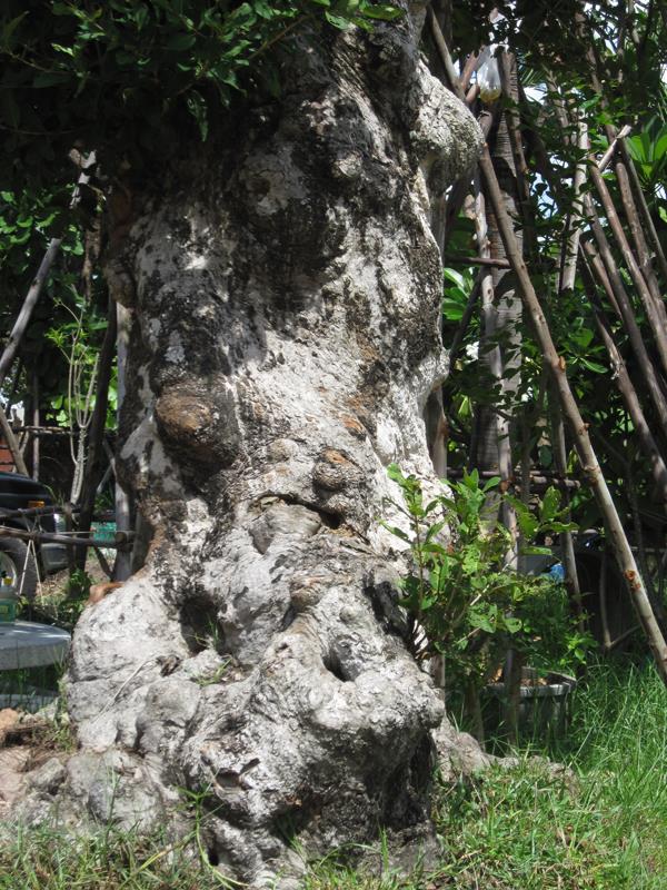 ต้นหว้าบอนไซยักษ์ | เมืองอินทร์ฟาร์ม - เมืองอุบลราชธานี อุบลราชธานี