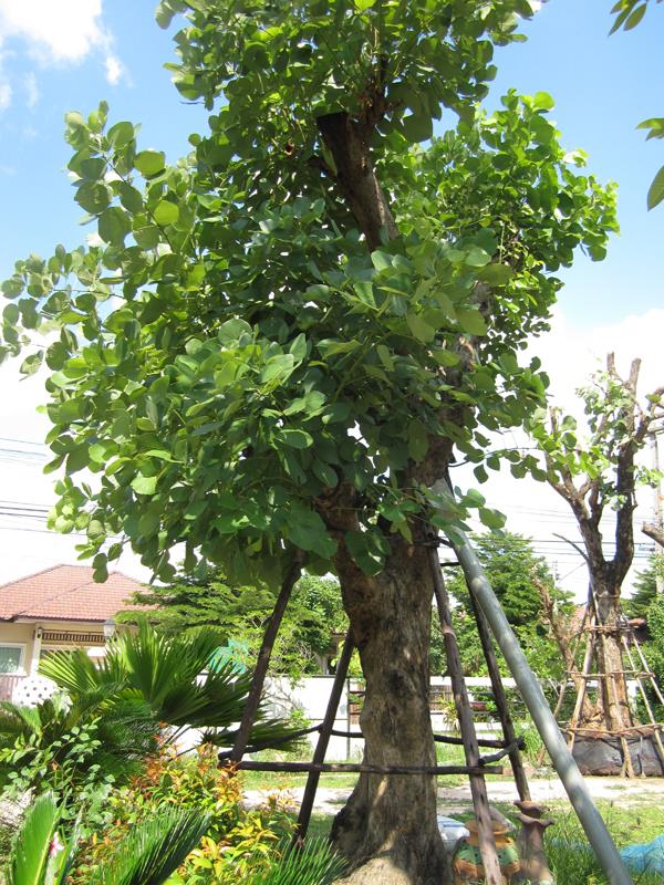 ต้นจาน | เมืองอินทร์ฟาร์ม - เมืองอุบลราชธานี อุบลราชธานี