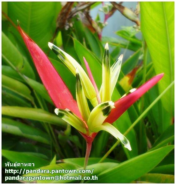 Heliconia acuminata cv. Ruby | พันธุ์ดาหลา - เมืองเชียงใหม่ เชียงใหม่