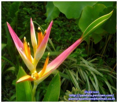 heliconia sassy | พันธุ์ดาหลา - เมืองเชียงใหม่ เชียงใหม่