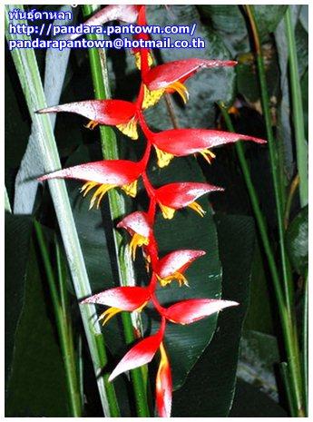 heliconia collinsiana | พันธุ์ดาหลา - เมืองเชียงใหม่ เชียงใหม่