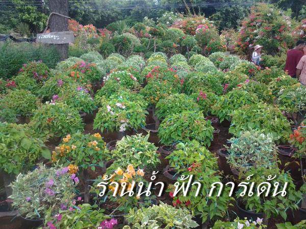 เฟื่องฟ้าเสียบยอดทุกขนาด | ร้านน้ำฟ้า การ์เด้น - ธัญบุรี ปทุมธานี